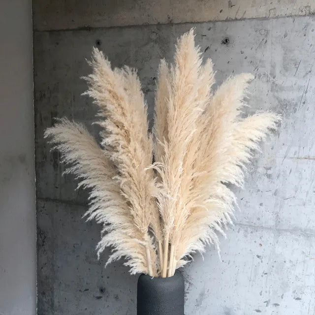 Natuurlijk gedroogd pampagras - Hemolis