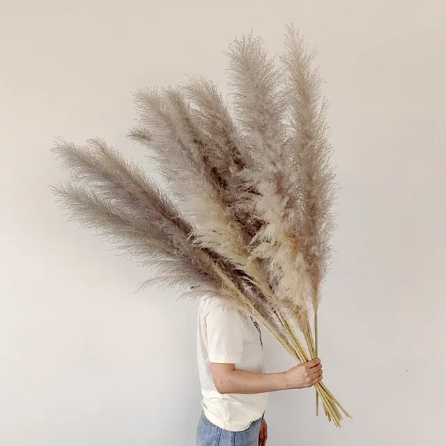 Natuurlijk gedroogd pampagras - Hemolis