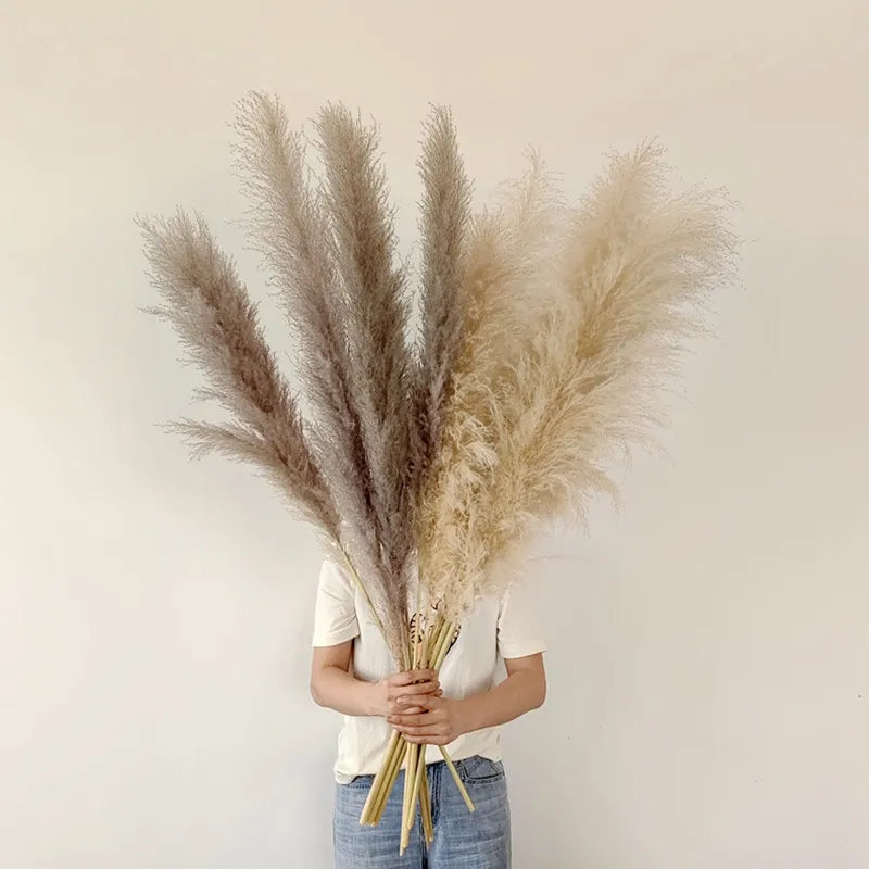 Natuurlijk gedroogd pampagras - Hemolis
